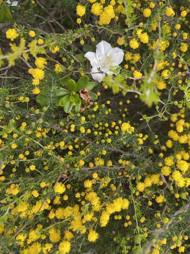 IMG_0571.jpeg