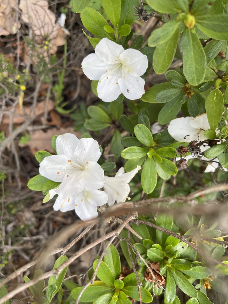 IMG_0570.jpeg