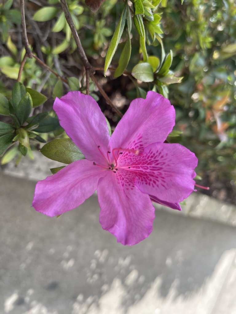 IMG_0574.jpeg