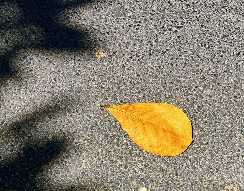 IMG_3267.jpeg
