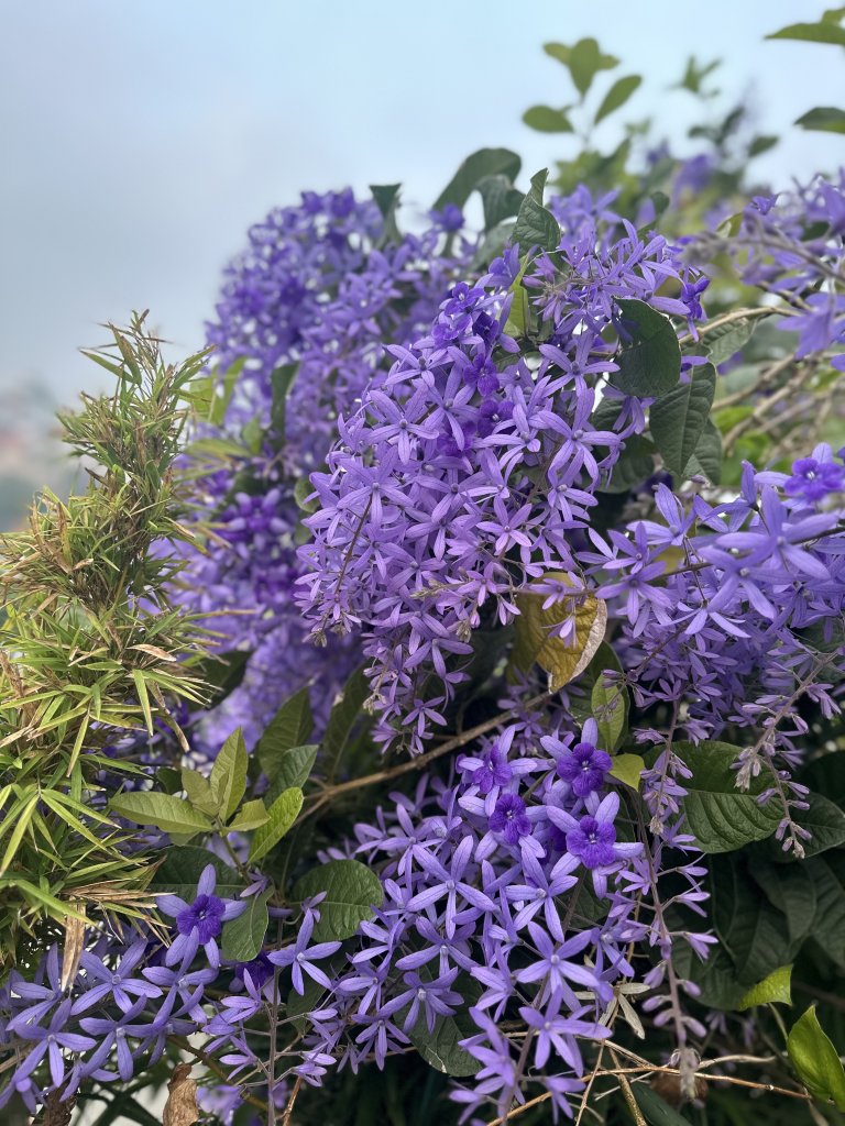 IMG_5684.jpeg