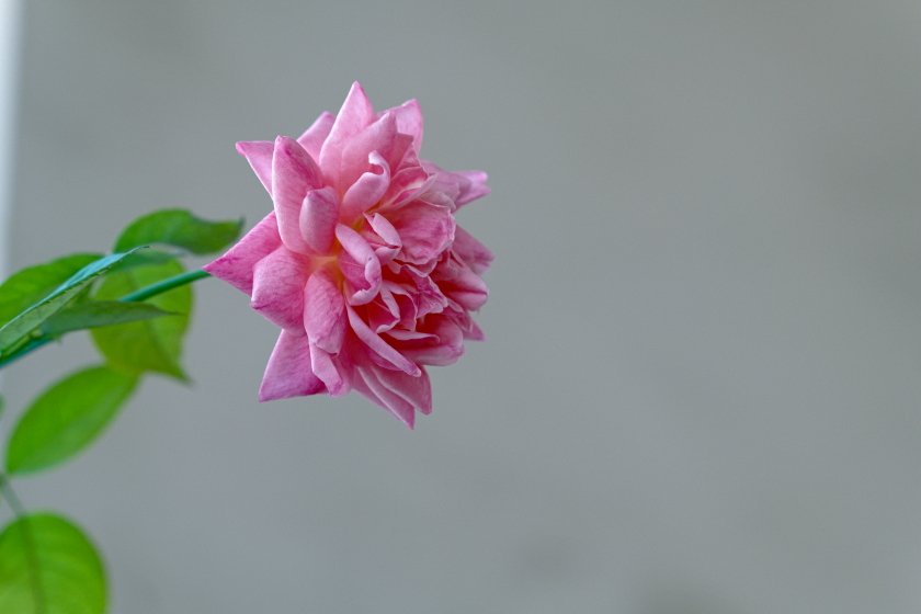 DSCF0928.JPG