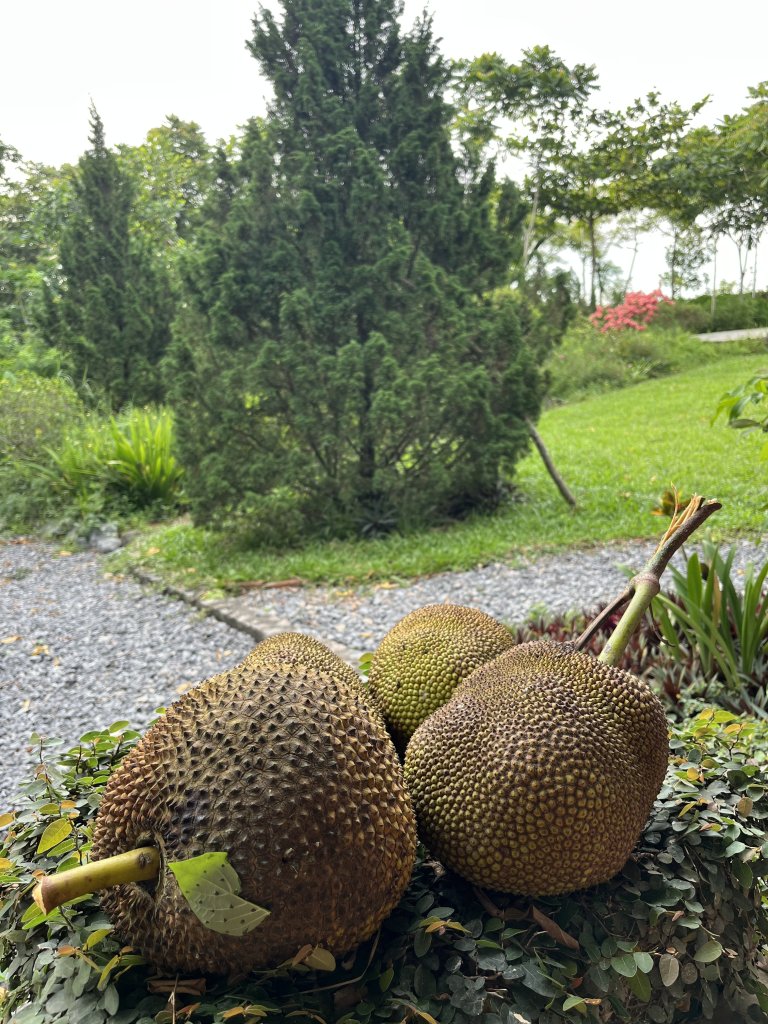 IMG_4304.jpeg