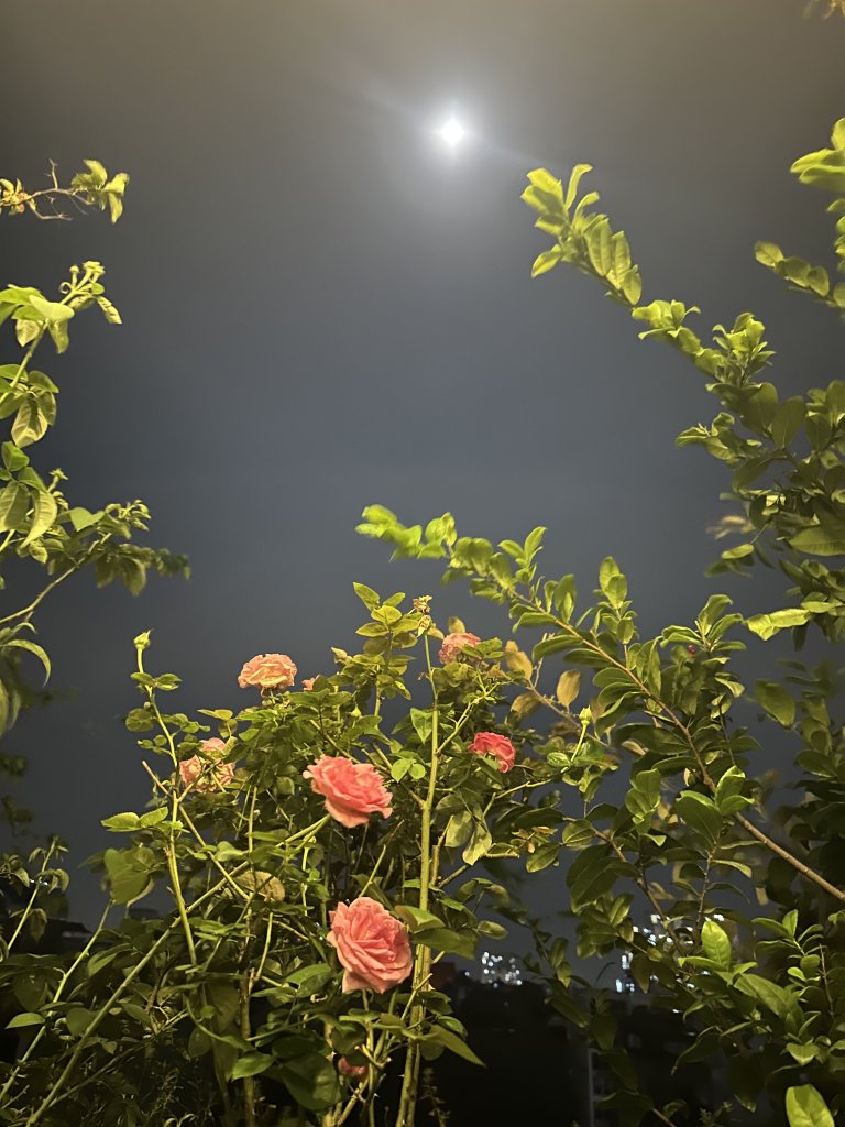 IMG_3830.jpeg