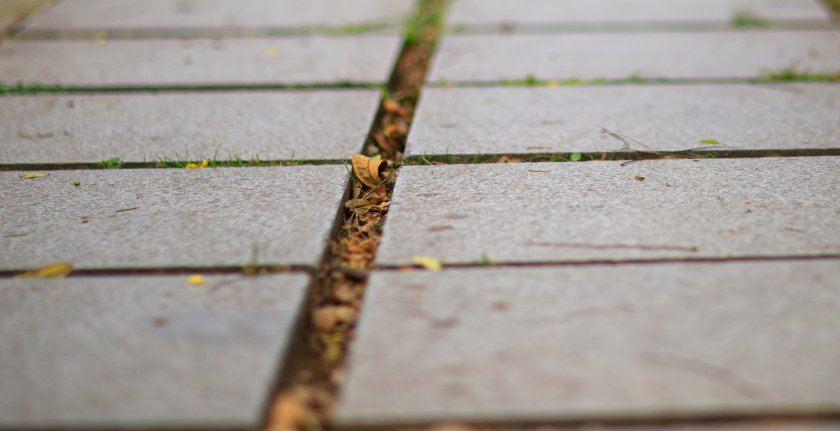 IMG_2192Crop.JPG