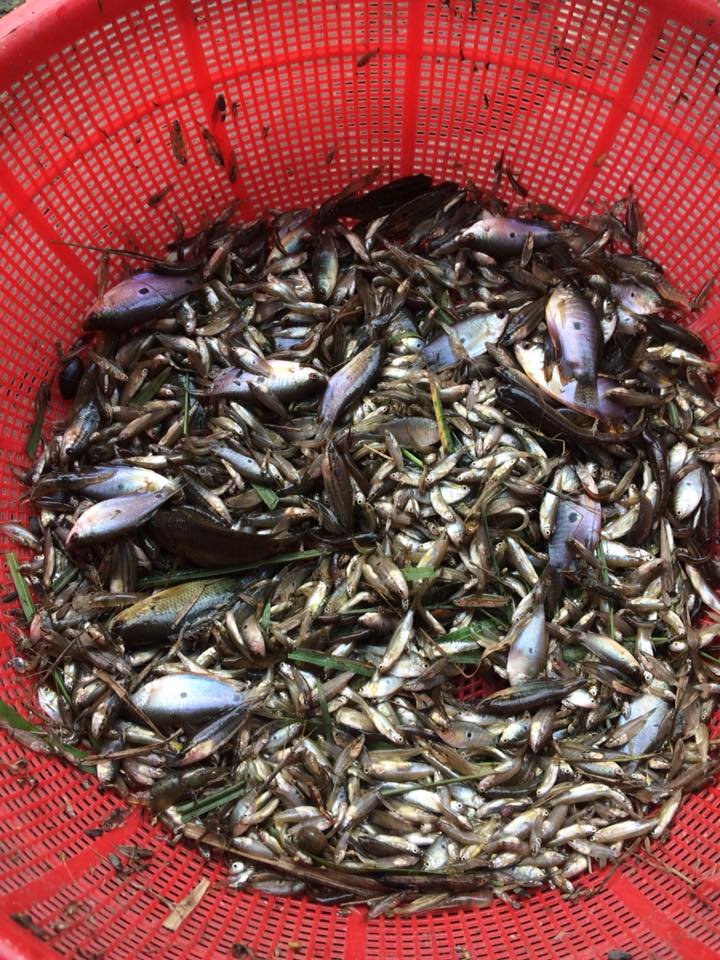 loai-ca-nghe-ten-so-sang-nhung-la-dac-san-noi-tieng-an-giang-xua-gia-re-beo-nay-rat-hiem-1000...jpeg