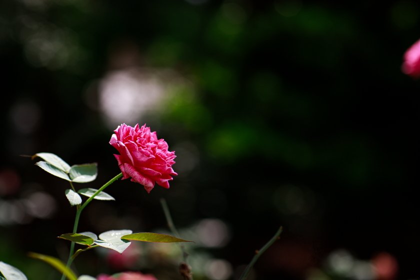 IMG_2241.JPG