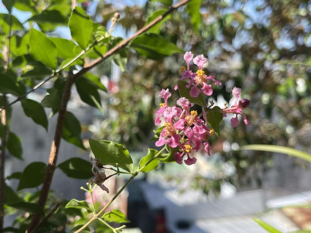 IMG_5493.jpeg