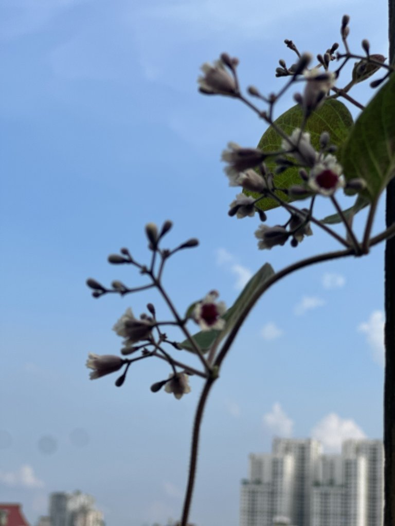 IMG_3898.jpeg