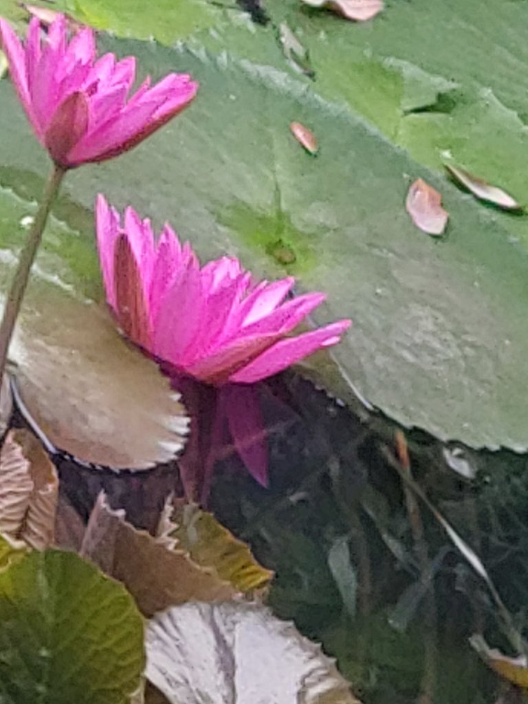 20250914_085249.jpg