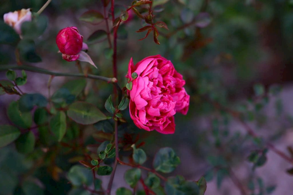 BBA35906-07A7-4C89-9EDB-F2DB98D2B034.jpeg