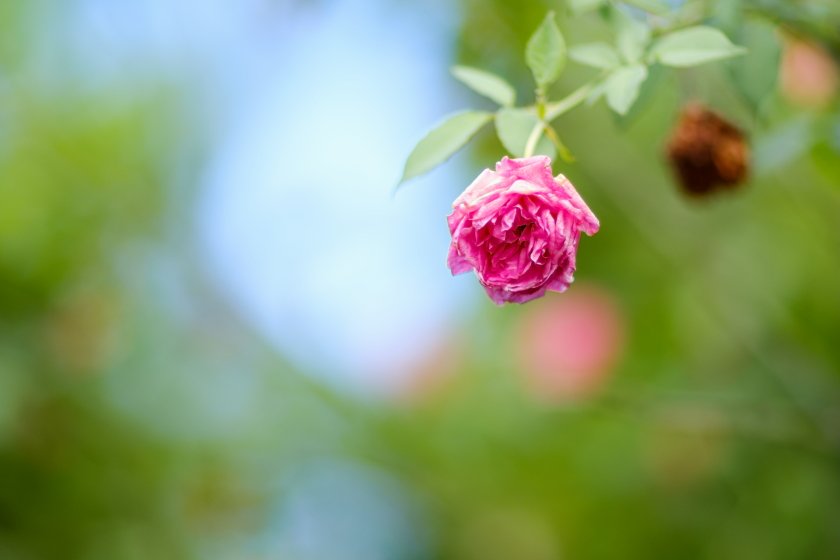 DSCF1004.JPG