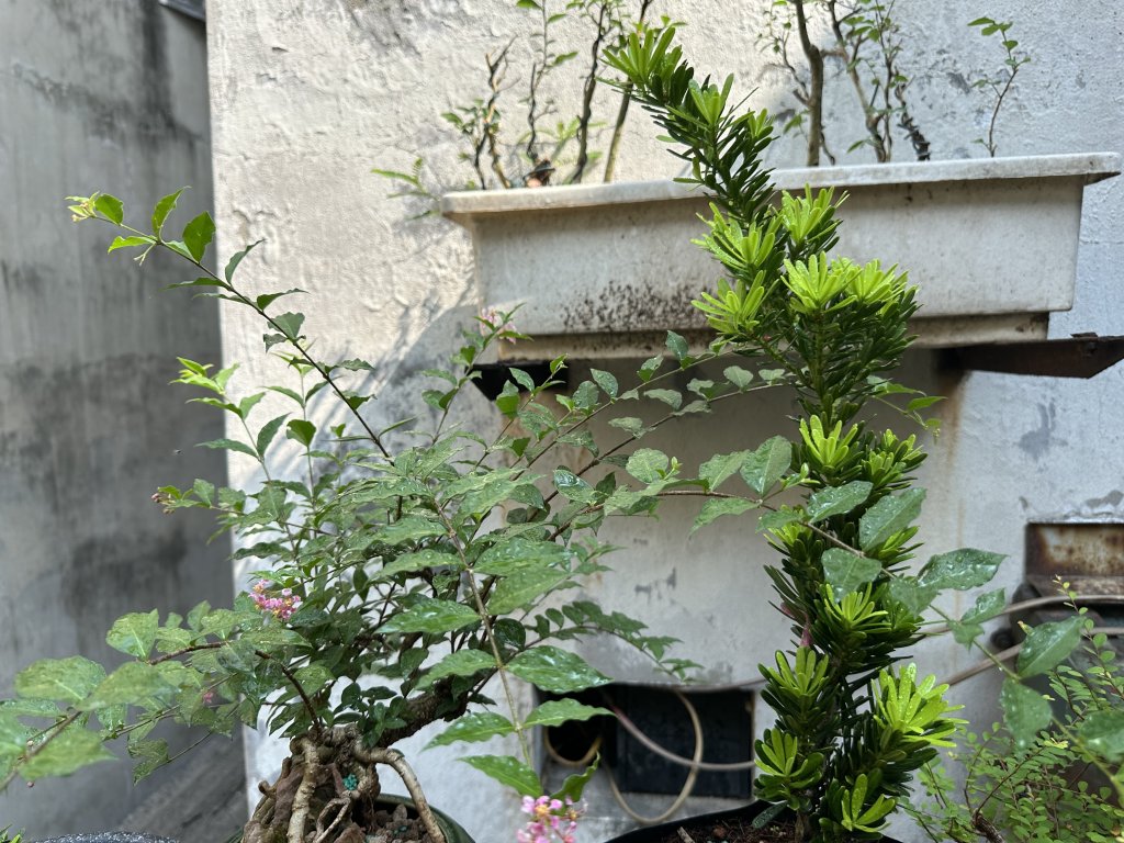 IMG_4294.jpeg