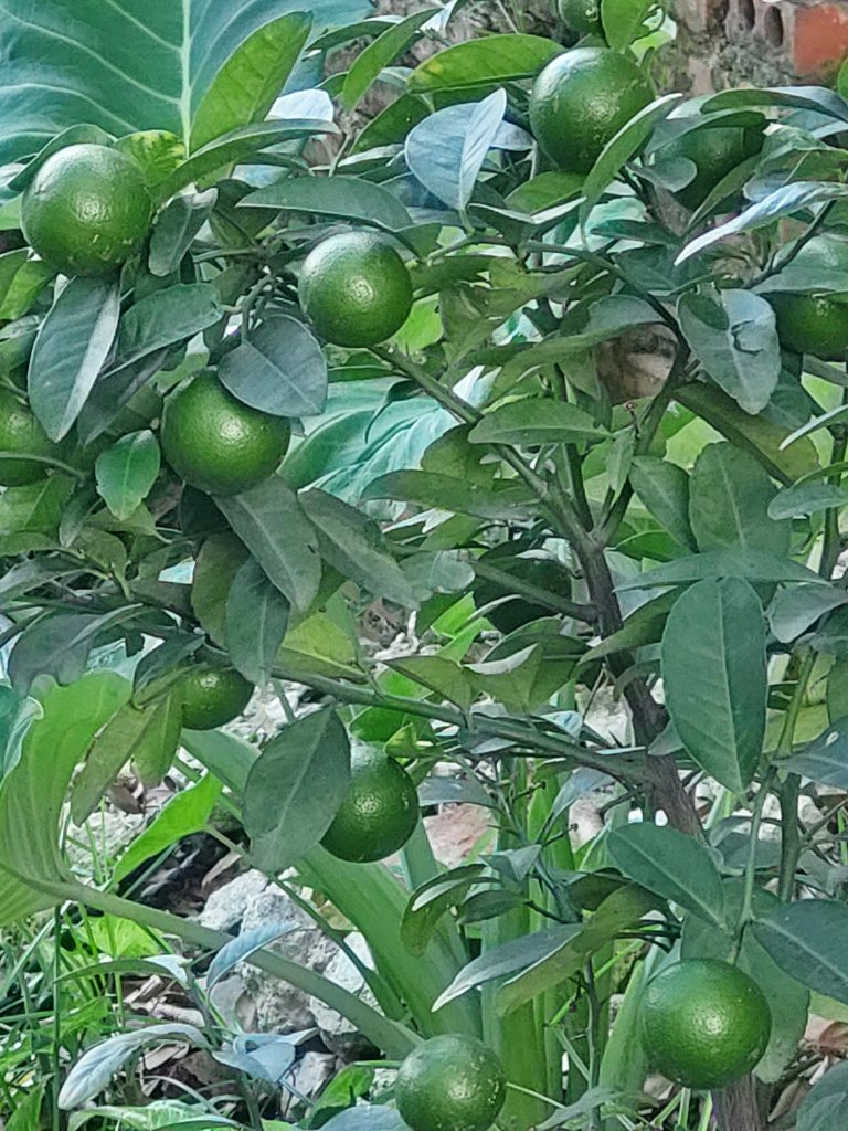 20250920_074809.jpg