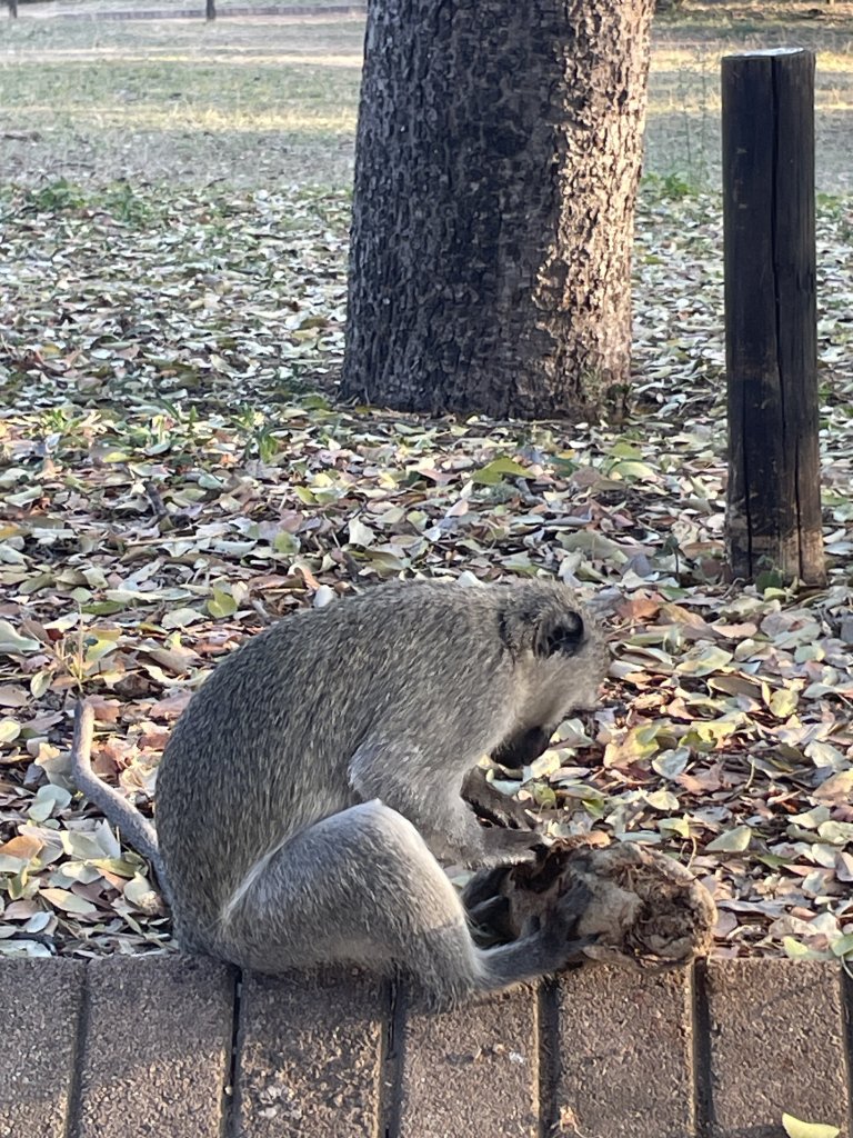 IMG_1014.jpeg