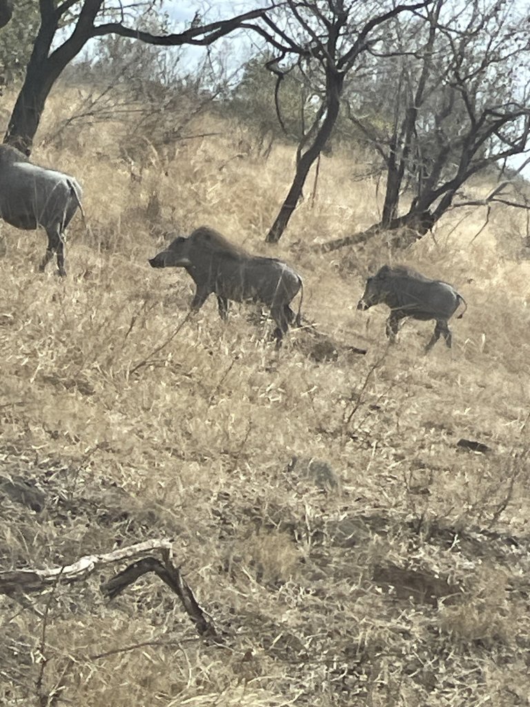 IMG_0958.jpeg