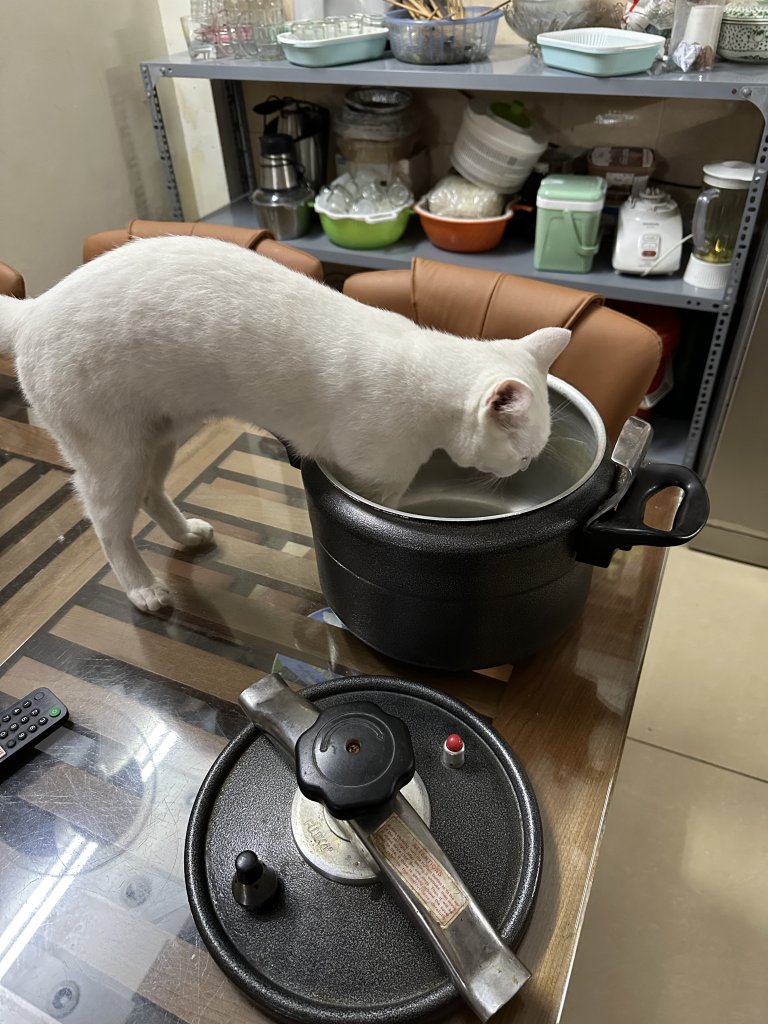 IMG_3955.jpeg