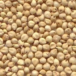 sorghum-seed-859160-250x250.jpg