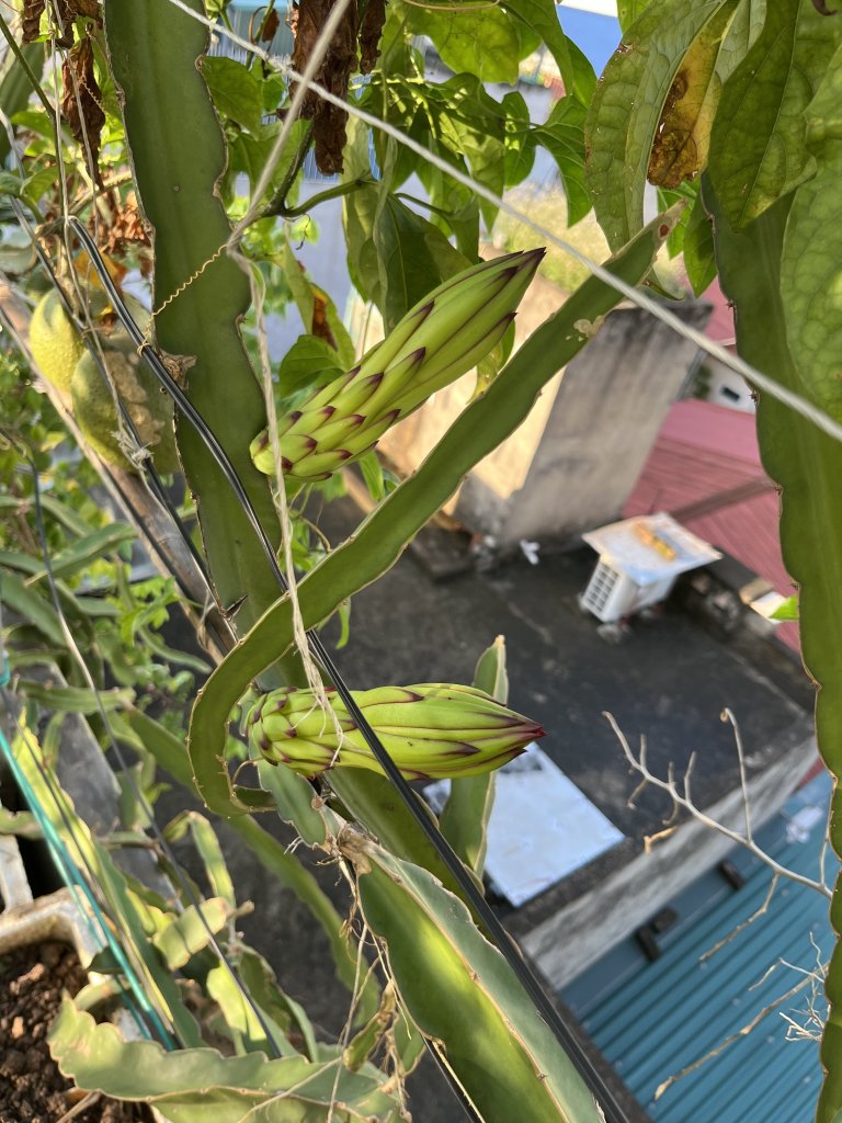 IMG_1080.jpeg