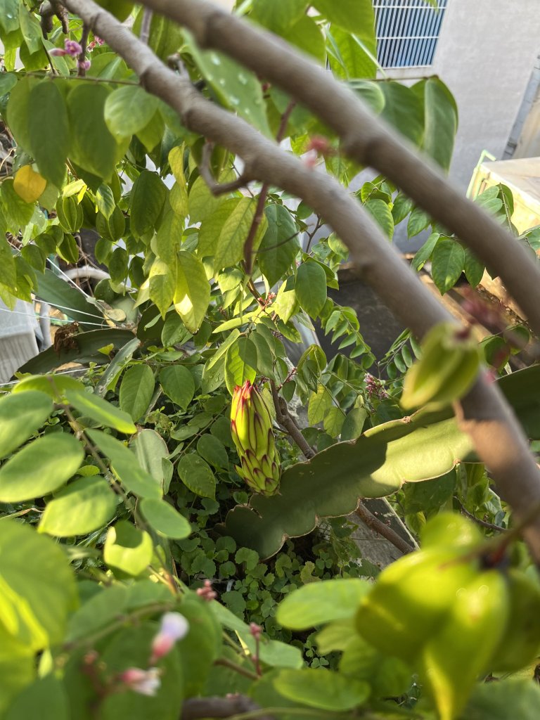 IMG_1082.jpeg