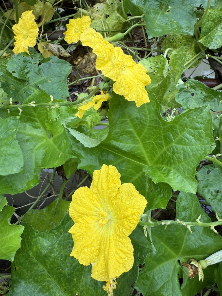 IMG_8707.jpeg