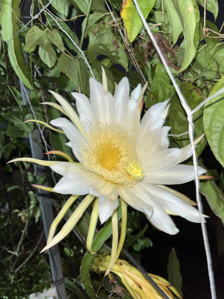 IMG_1098.jpeg