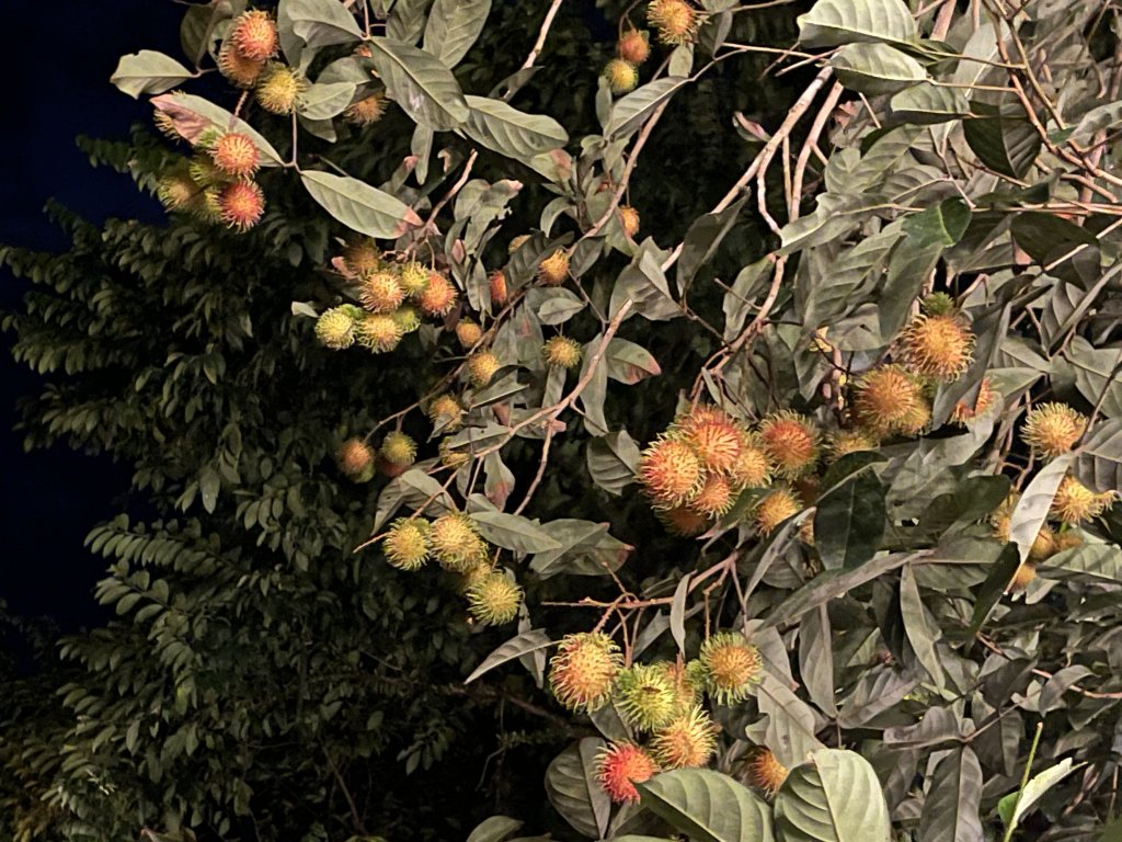 IMG_6177.jpeg