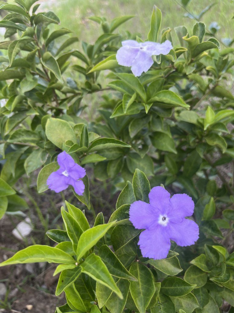 IMG_4121.jpeg