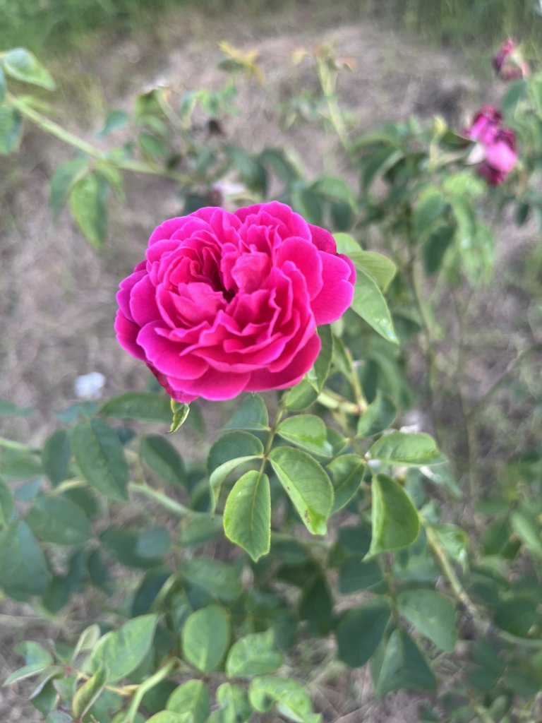 IMG_4125.jpeg