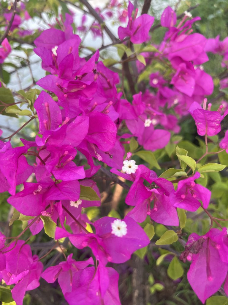 IMG_4124.jpeg