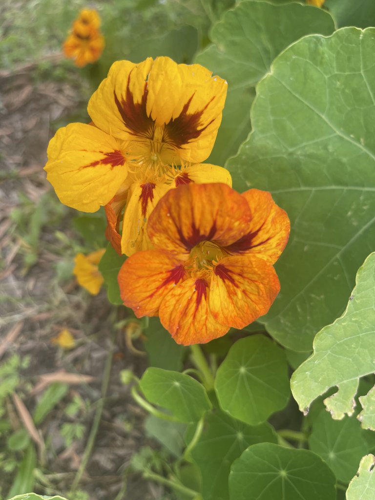 IMG_1507.jpeg