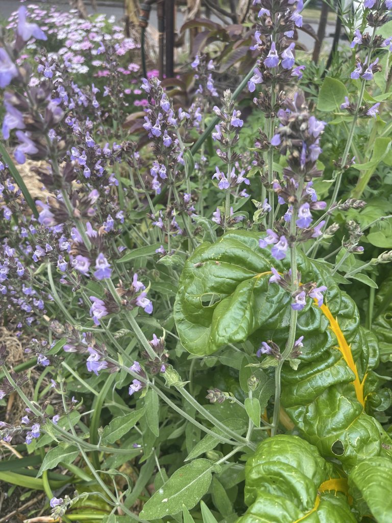 IMG_1518.jpeg