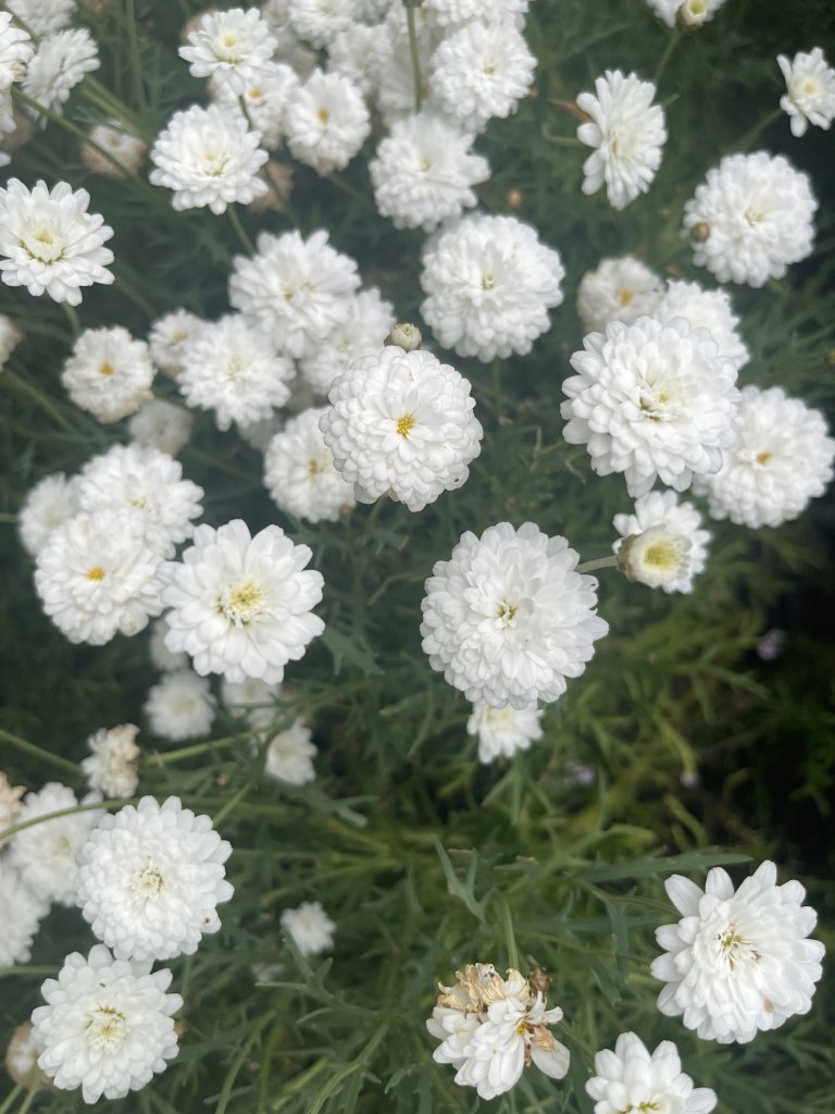 IMG_1523.jpeg
