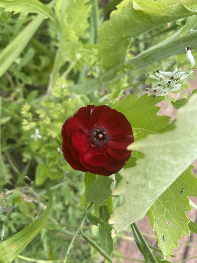 IMG_1517.jpeg