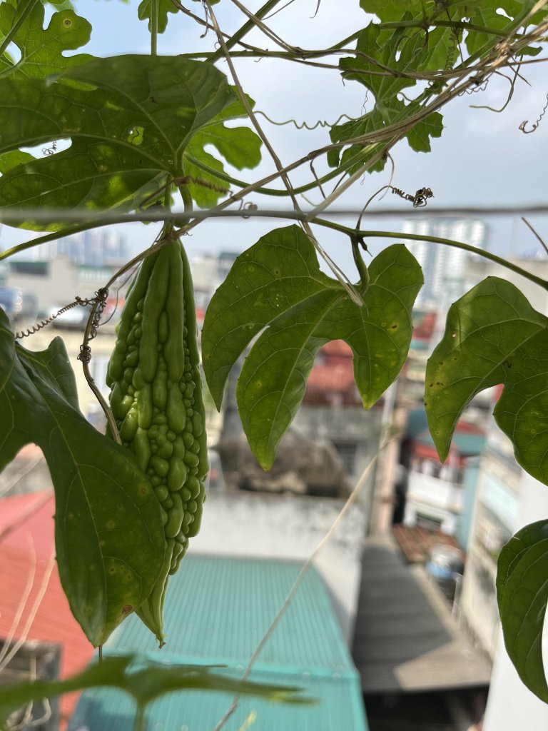 IMG_1157.jpeg