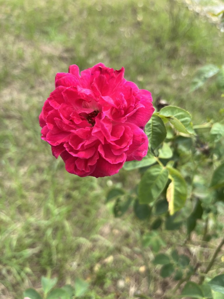 IMG_4182.jpeg