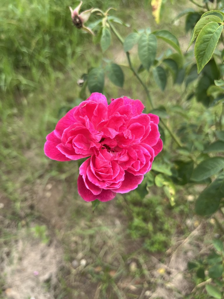IMG_4181.jpeg