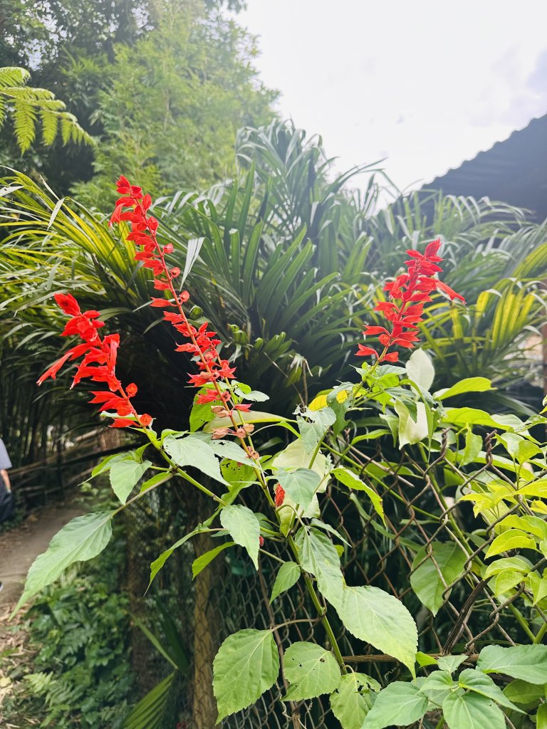 IMG_6109.jpeg