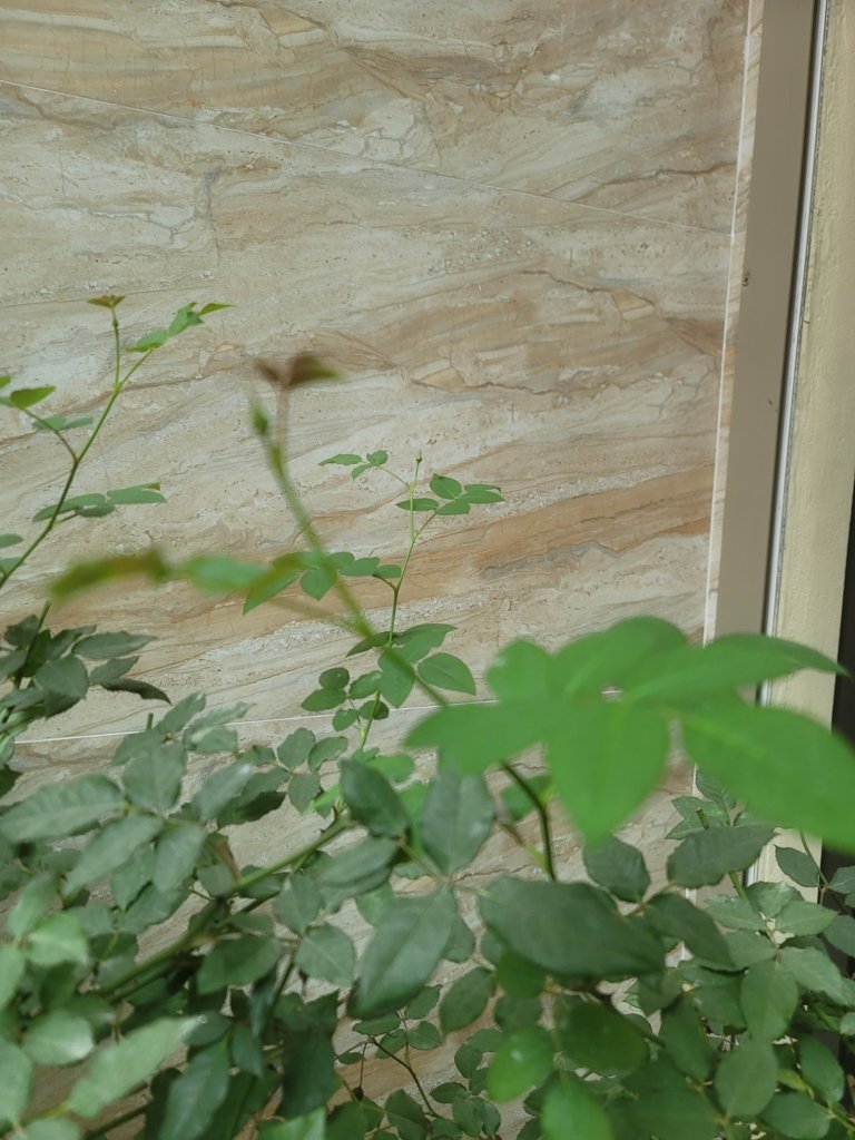 20250316_144729.jpg