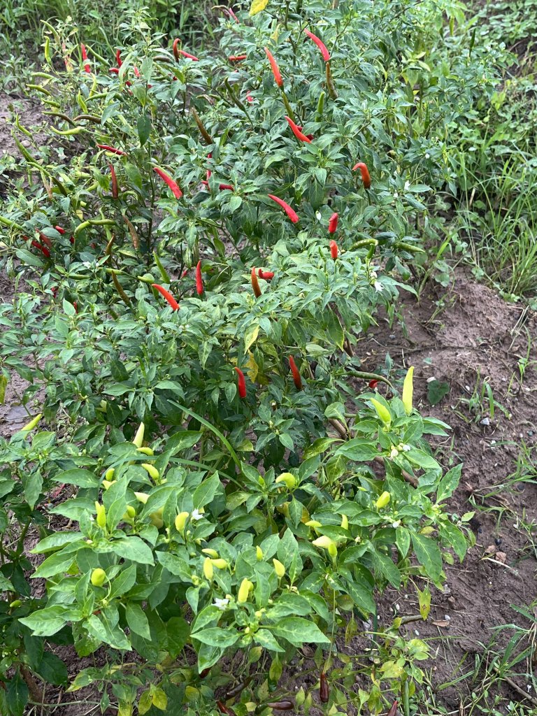 IMG_4208.jpeg
