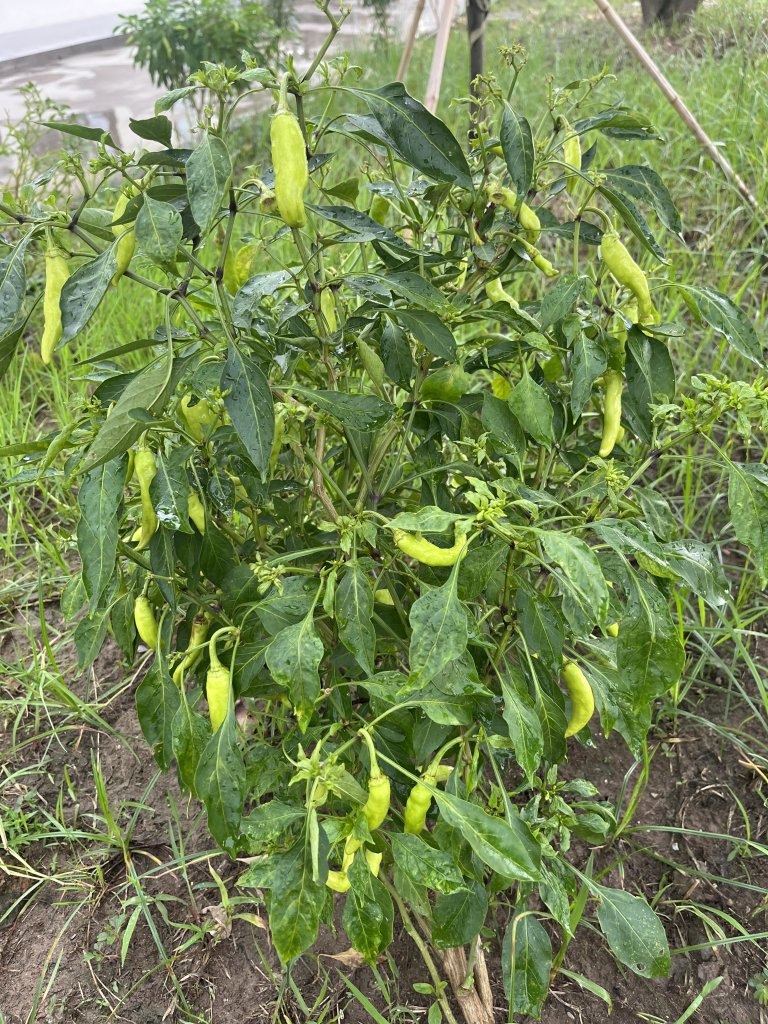 IMG_4205.jpeg