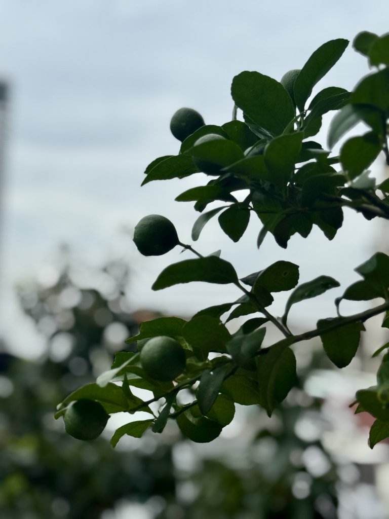 IMG_7308.jpeg