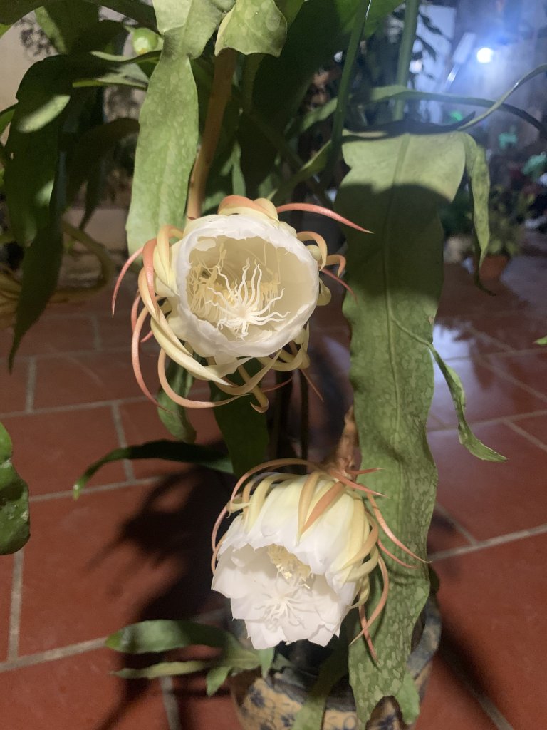 IMG_4061.jpeg
