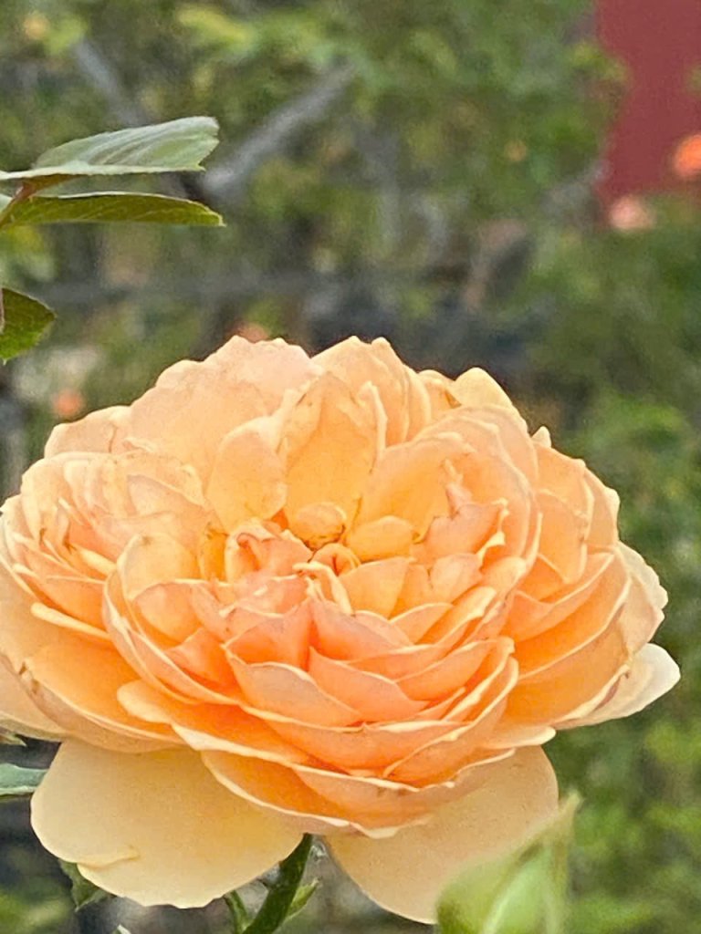 IMG_5674.jpeg