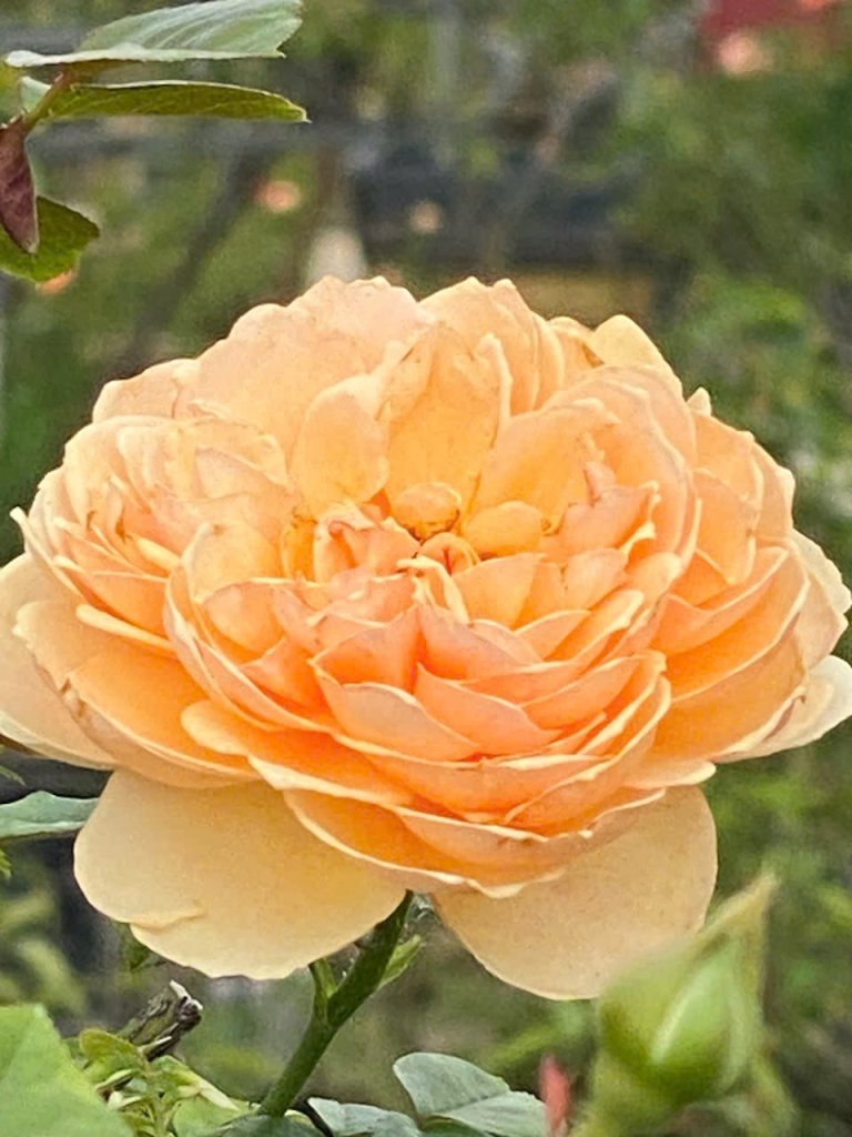 IMG_5673.jpeg