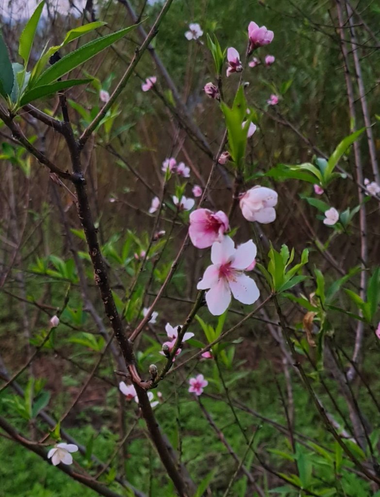 HOA DAO 15.10.2025.jpg