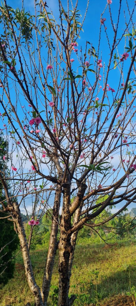 HOA DAO 2  15.10.2025.jpg