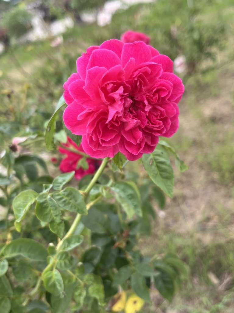 IMG_4266.jpeg