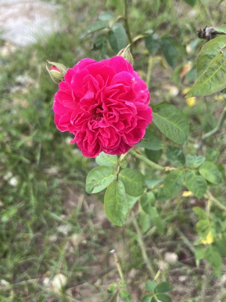 IMG_4265.jpeg