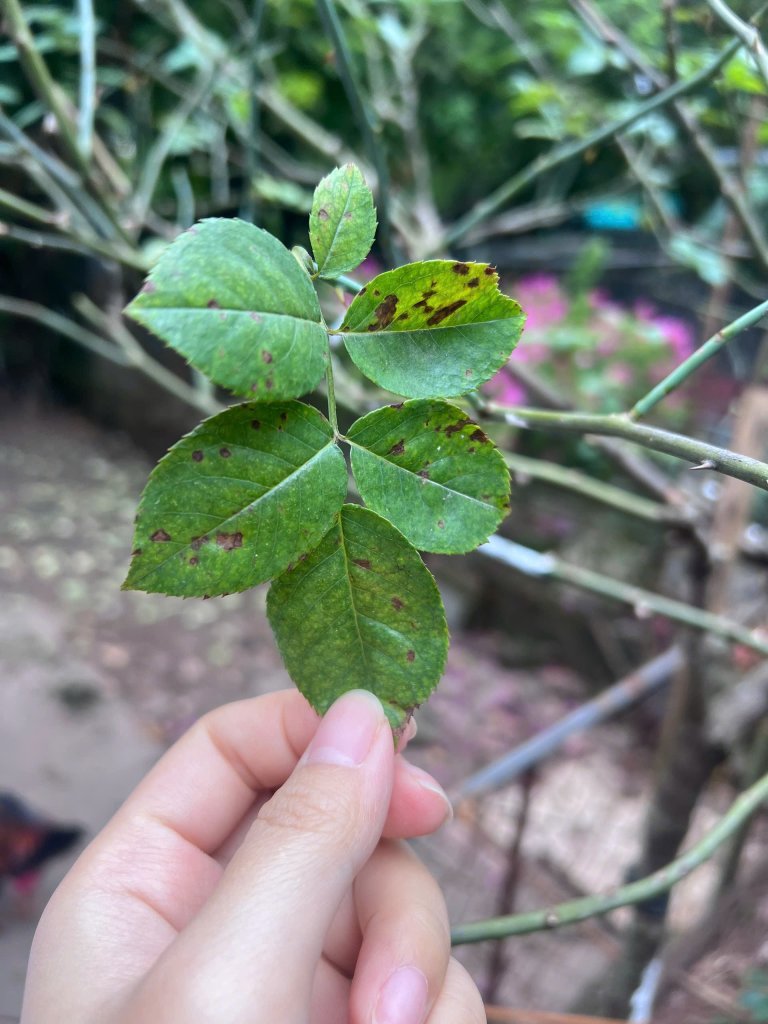 IMG_2896.jpeg